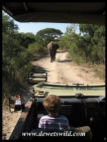 3 Years old: May 2013. Following an elephant at Tembe
