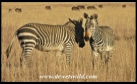 Cape Mountain Zebras