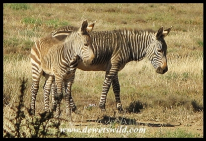 Cape Mountain Zebra foals