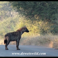 Spotted hyena on the road to Lower Sabie