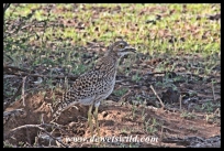 Spotted Thick-Knee