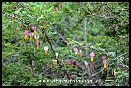 The flowers of the Sickle Bush