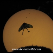 Swadini nightlife - Lunar Moth