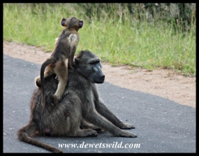 Baboon mothers make excellent vantage points!