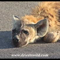 Lazy hyena cub