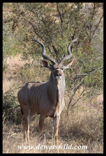 Big Kudu Bull