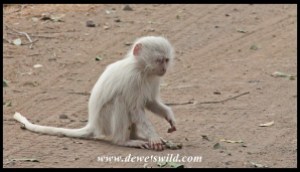 Timbavati's white vervet monkey