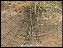 Wind-blown grass-stalks drawing semi-circles in the dust