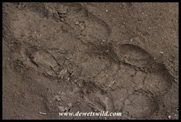 Rhino tracks
