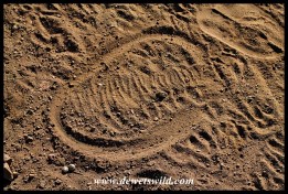 What looks like a shoeprint is actually an imprint of an elephant's trunk