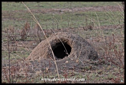 A gaping hole in a termite mound is a sure sign that it was visited by an aardvark at some stage