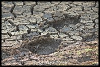 Elephant tracks in baked mud