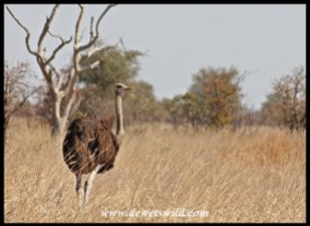 Ostrich near Tinhongonyeni, Kruger Park