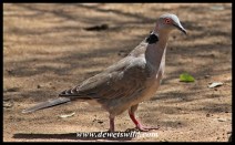 Feathered friends visiting our cottage at Shingwedzi: Mourning Dove