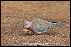 Laughing dove in Lower Sabie