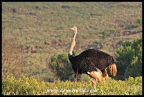 Ostrich male swallowing something large