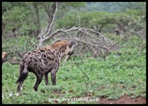 The story of the (over) ambitious hyena