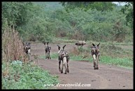 Wild Dog pack on the move