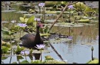 Spur-winged goose, Kwelamadoda Pan