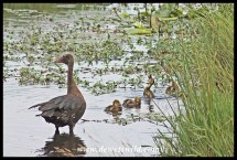 Spur-winged goose and goslings, Kwelamadoda Pan