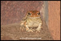 Red Toad at home outside our cottage