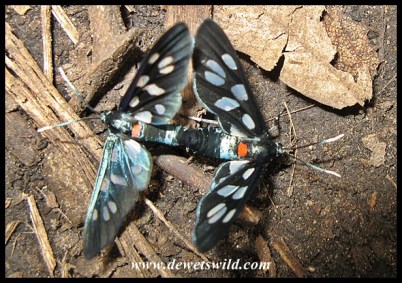 Romance in the ravine - Heady Maiden moths