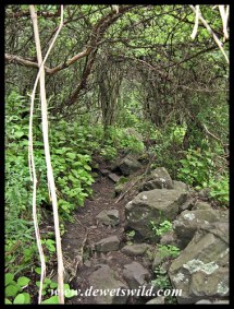 The vegetation gets denser as the ravine's walls come closer