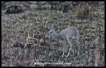 Grey rhebok lamb