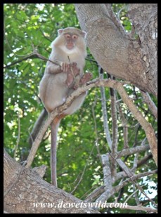 This leucistic Samango Monkey is a familiar inhabitant of Cape Vidal