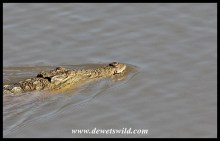 Swimming crocodile