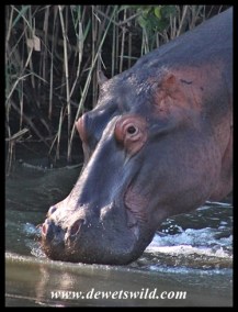 Hippo close-up
