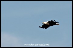 African Fish Eagle flypast