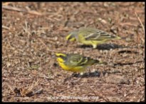 Yellow-fronted canaries searching for food in rhino dung