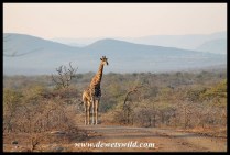 Giraffe and Imfolozi scenery