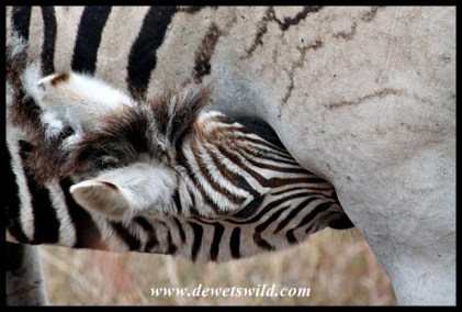 Thirsty baby zebra