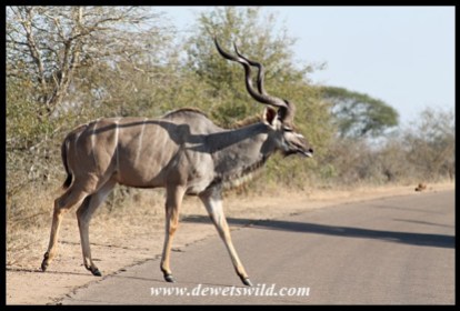 Kudu crossing the road