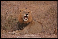 Lion greeting near Lubyelubye