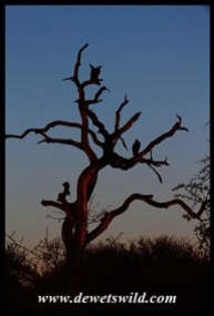 Early morning in Kruger
