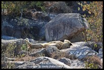 Lionesses, on the rocks