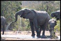 Elephants drinking at De La Porte waterhole