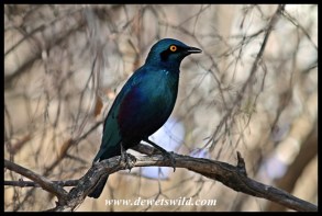 Greater Blue-eared starling at Skukuza