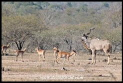 Kudu and impala at Renosterkoppies