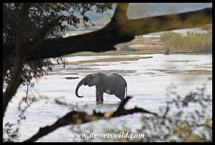 Elephant drinking from the Sabie