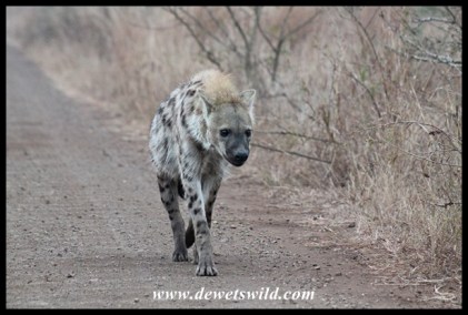 Hyena on the S29 to Mlondozii