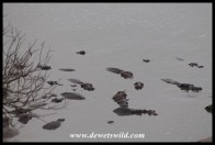Hippos in Mlondozi Dam