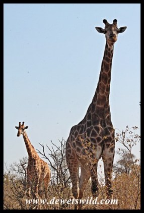 Spectacular giraffe sighting