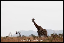 Giraffe, with Nkumbe in th background