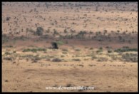 A herd of wildebeest seen from Nkumbe