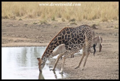 Giraffe drinking at Mazithi (Kruger Park)