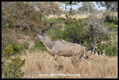 Frightened kudu